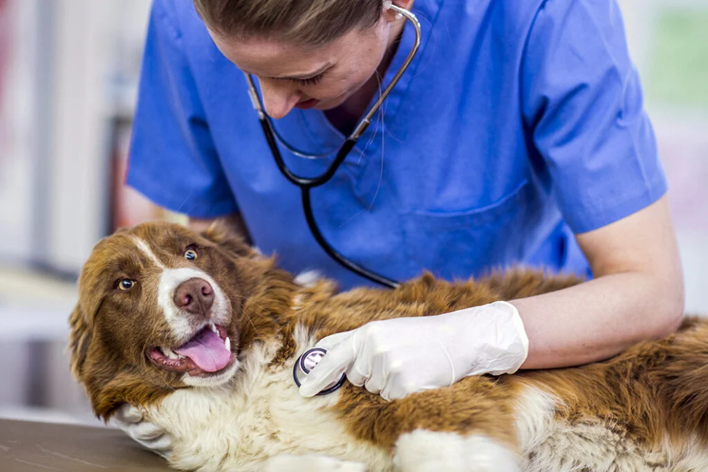 A vet in blue scrubs examines a brown and white dog with a stethoscope at the Wirral clinic. The dog is lying on a table, looking up with its mouth open, in need of immediate care that only an emergency vet can provide.